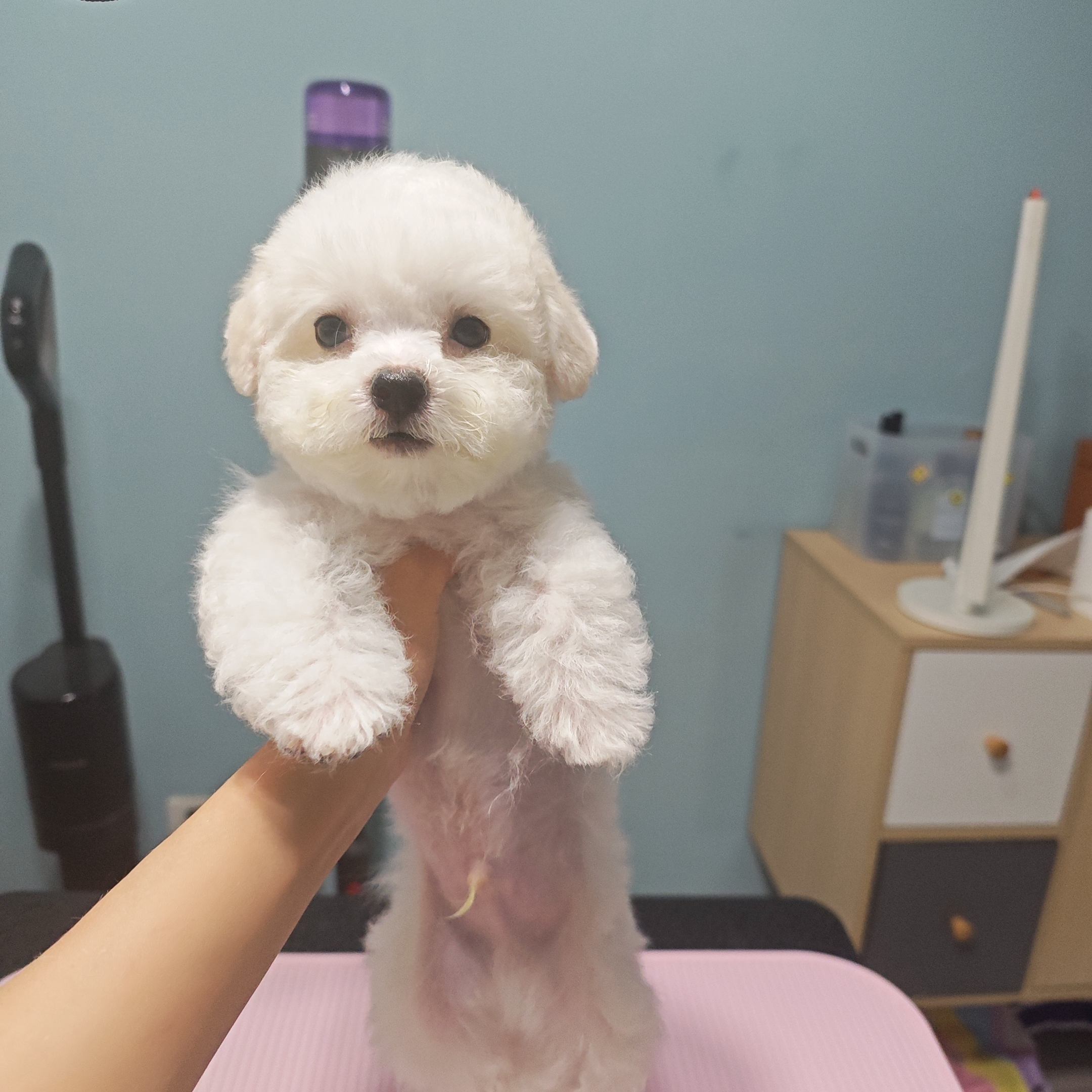 小体比熊弟弟妈妈6斤多 体长24 爸爸是塞级犬